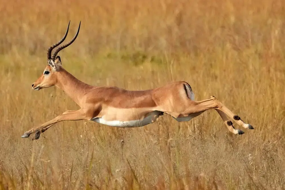 IMPALA HUNTING