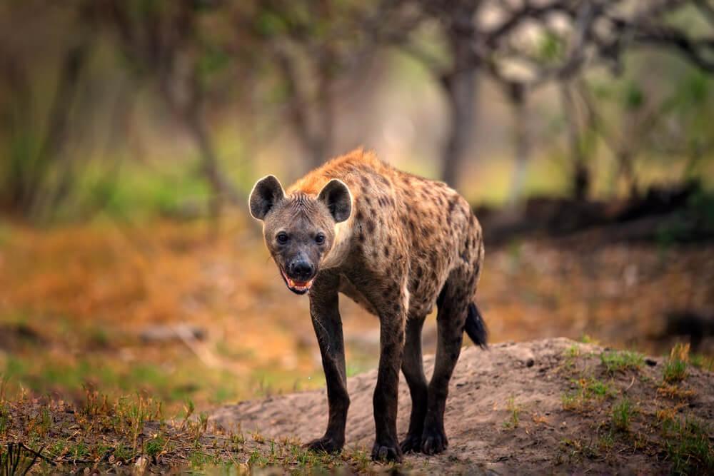 HYENA HUNTING