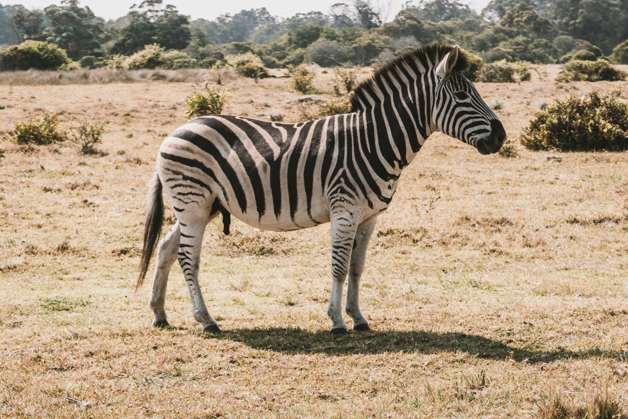 Game Hunting Zebra In Africa