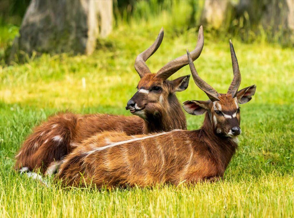 SITATUNGA
