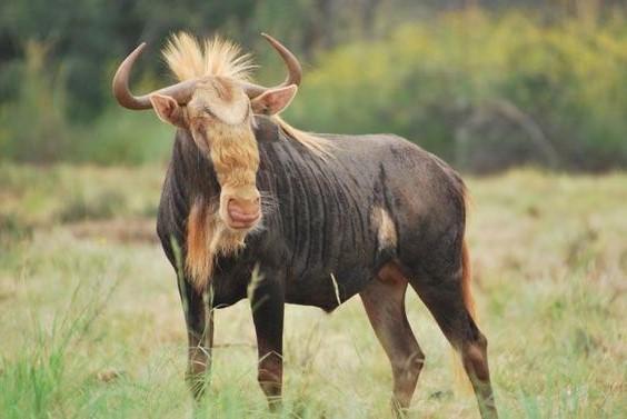 KINGS WILDEBEEST