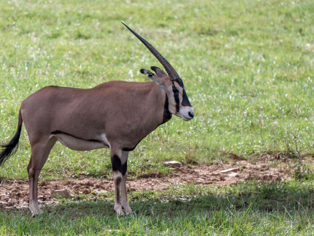 FRINGE-EARED ORYX