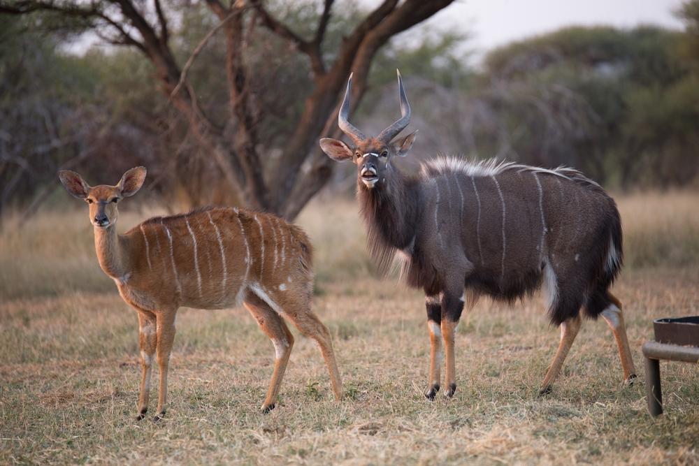 Hunting The Common Nyala In Africa