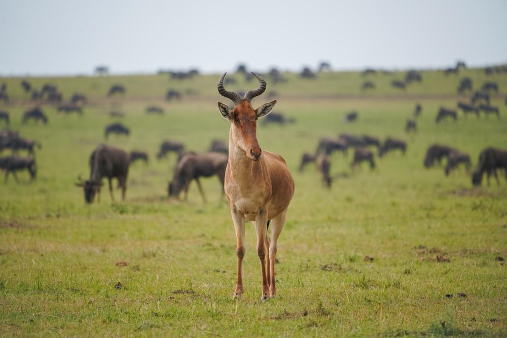 COKE'S HARTEBEEST