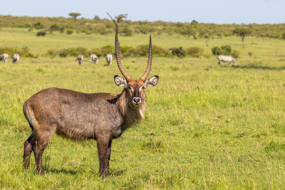 Hunting The Defassa Waterbuck