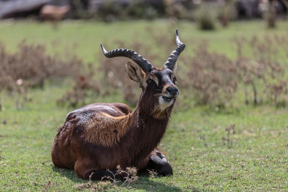 Hunting Nile Lechwe In African