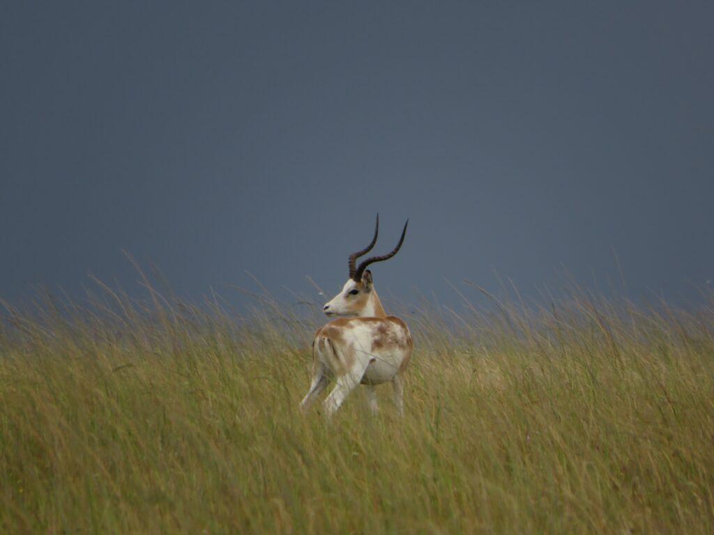 WHITE-FLANKED IMPALA