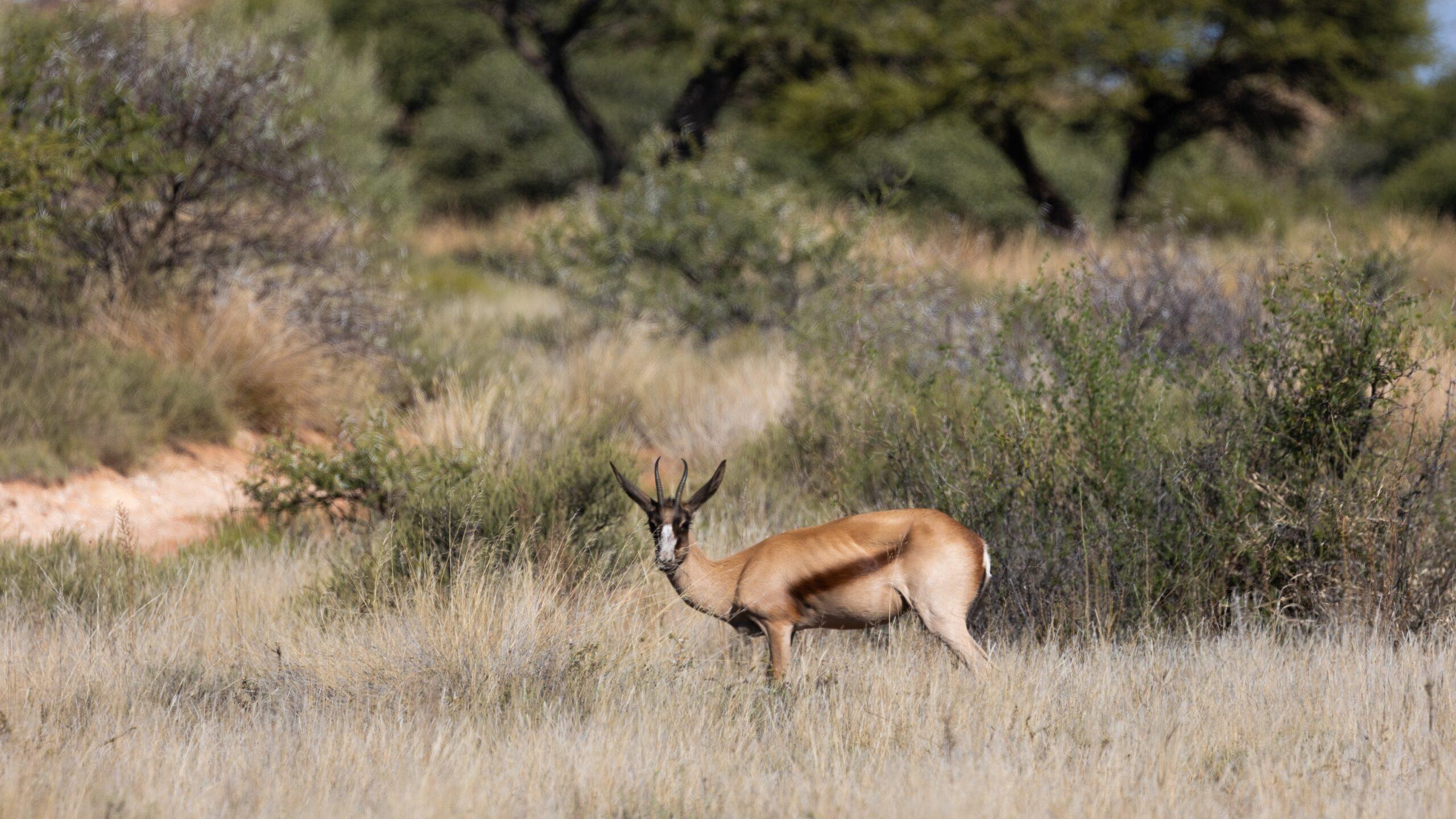 Hunting The Copper Springbok