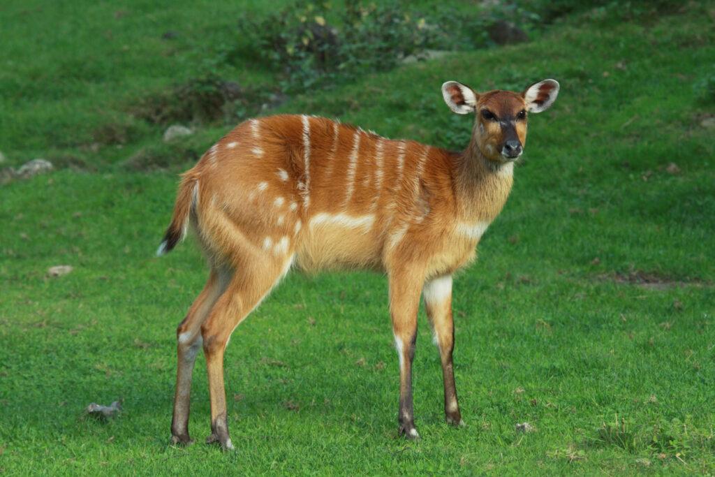 WESTERN SITATUNGA