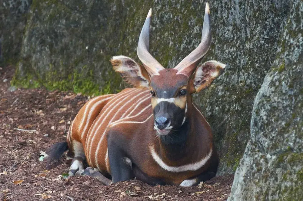 ZAMBEZI SITATUNGA