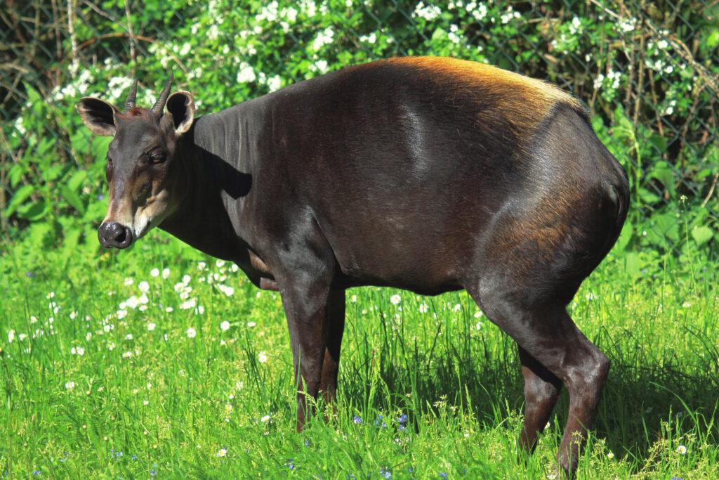 YELLOW BACKED DUIKER