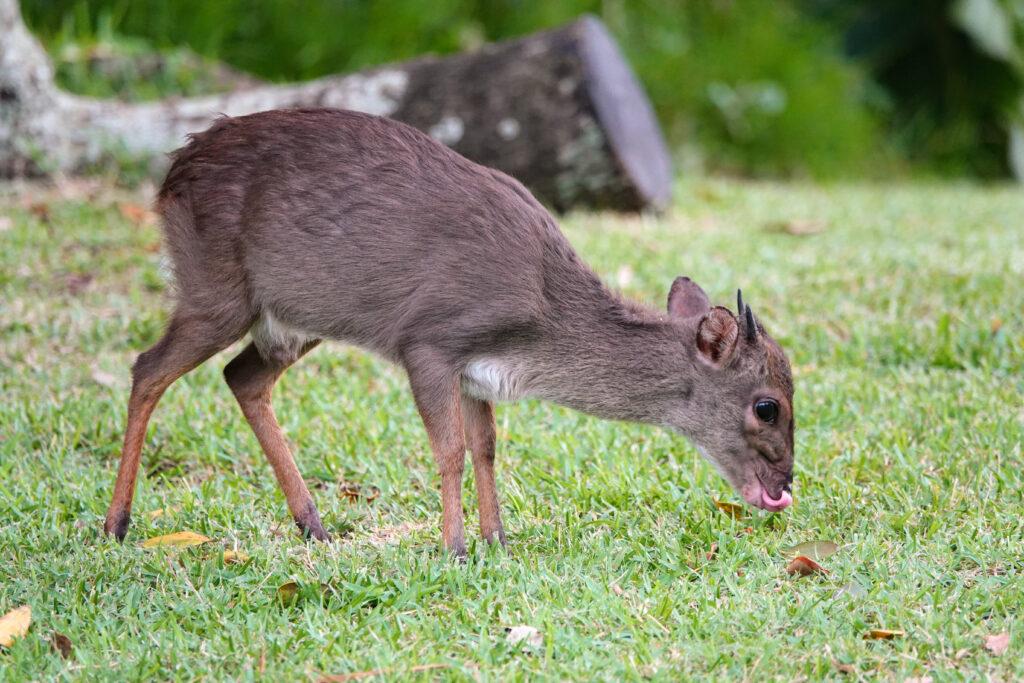 BLUE DUIKER