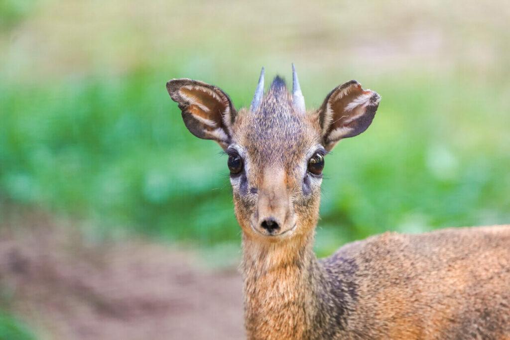 KIRK'S DIK-DIK