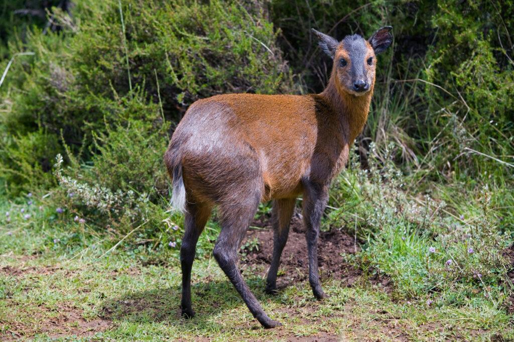 BLACK-FRONTED DUIKER