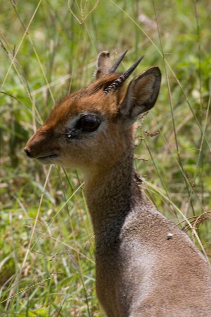 BATE'S PIGMY ANTELOPE