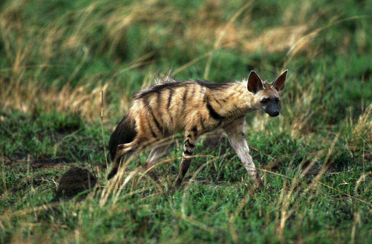 Hunting Aardwolf In Africa