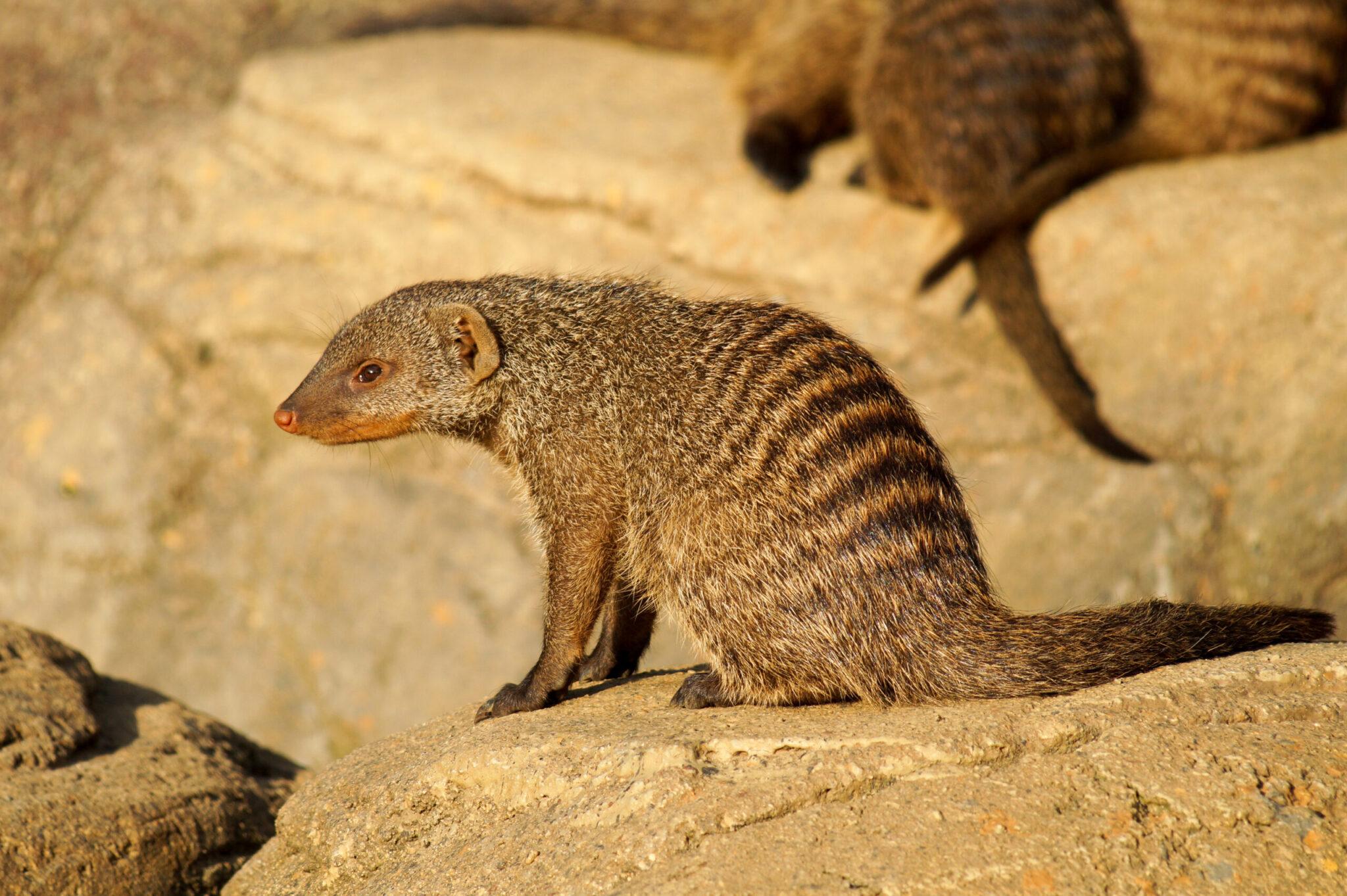 Game Hunting Adventures: The Banded Mongoose