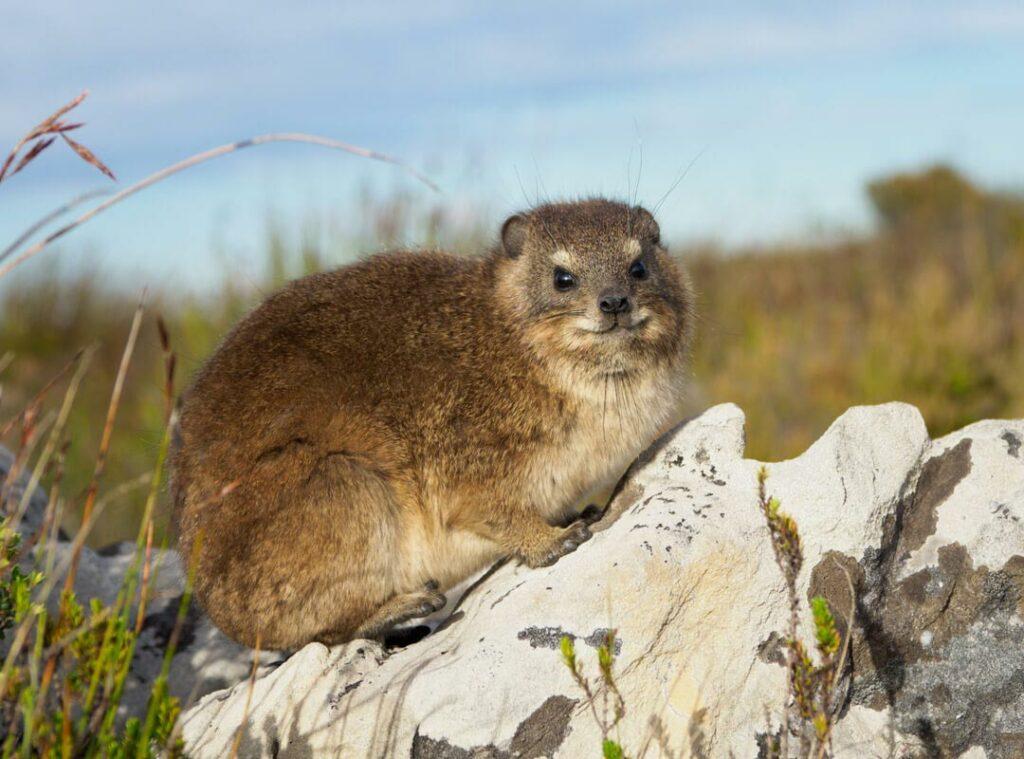 ROCK HYRAX