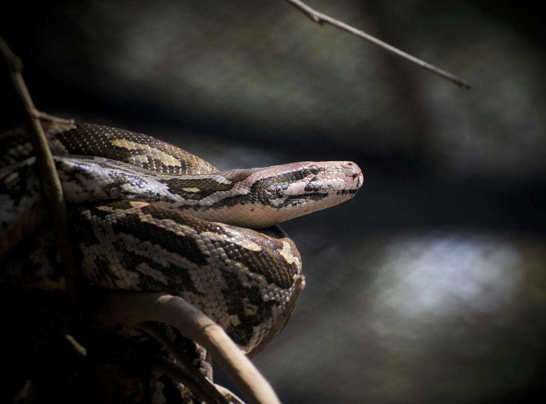 African Hunts: The Central African Rock Python