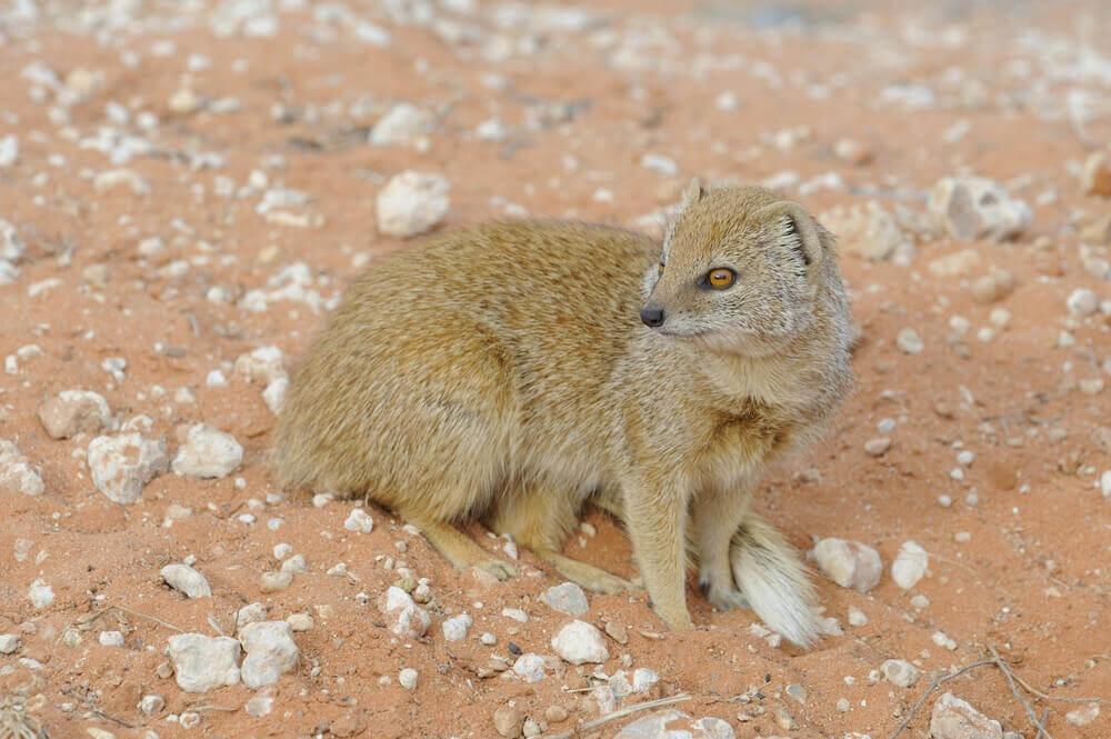 Targeting Selous’s Mongoose When Hunting