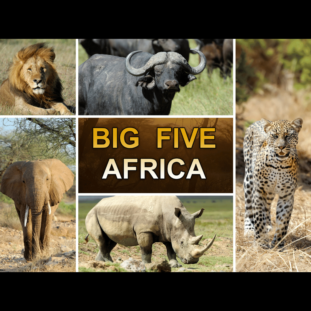 Why Are They Called Africa’s Big 5? The History, Danger & Legacy Behind Africa’s Most Iconic Wildlife