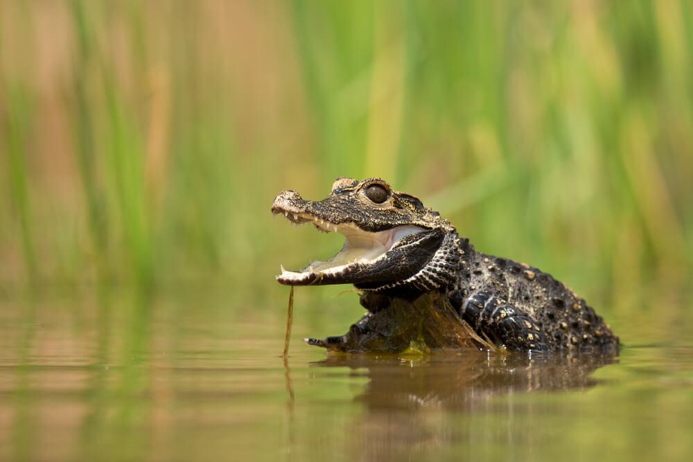 DWARF CROCODILE