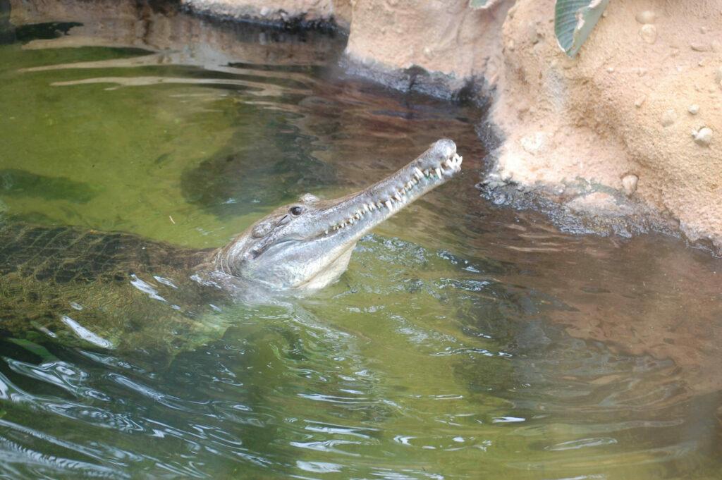 WEST AFRICAN SLENDER-SNOUTED CROCODILE