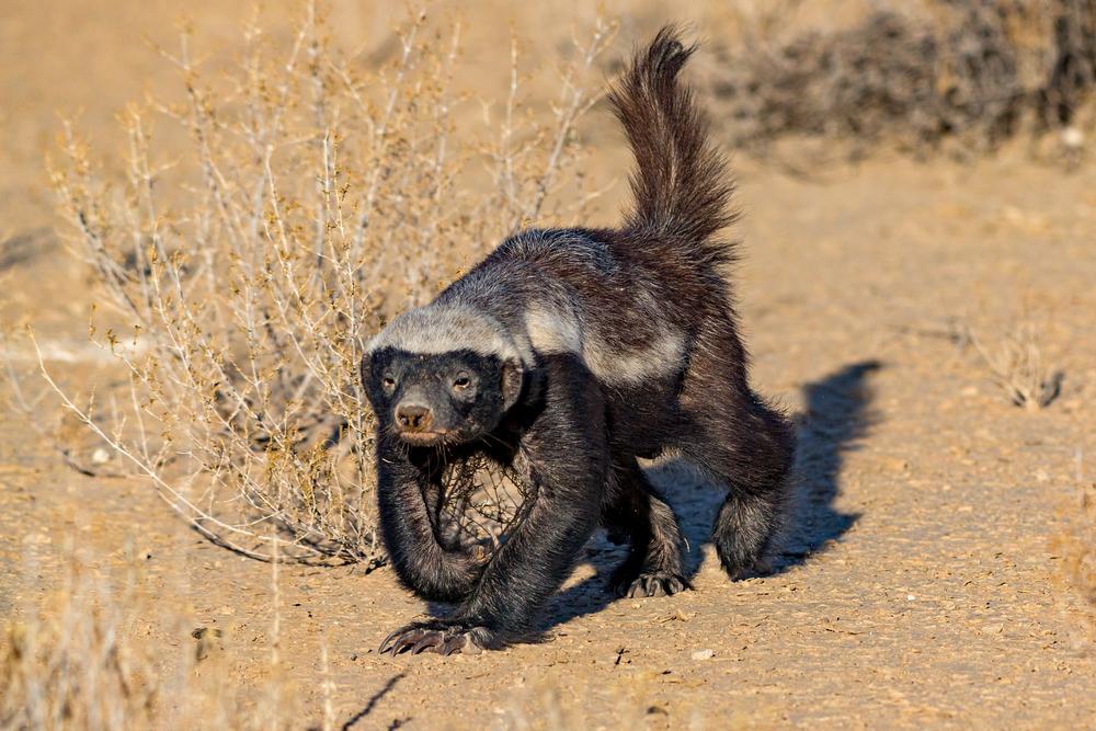 HONEY BADGER
