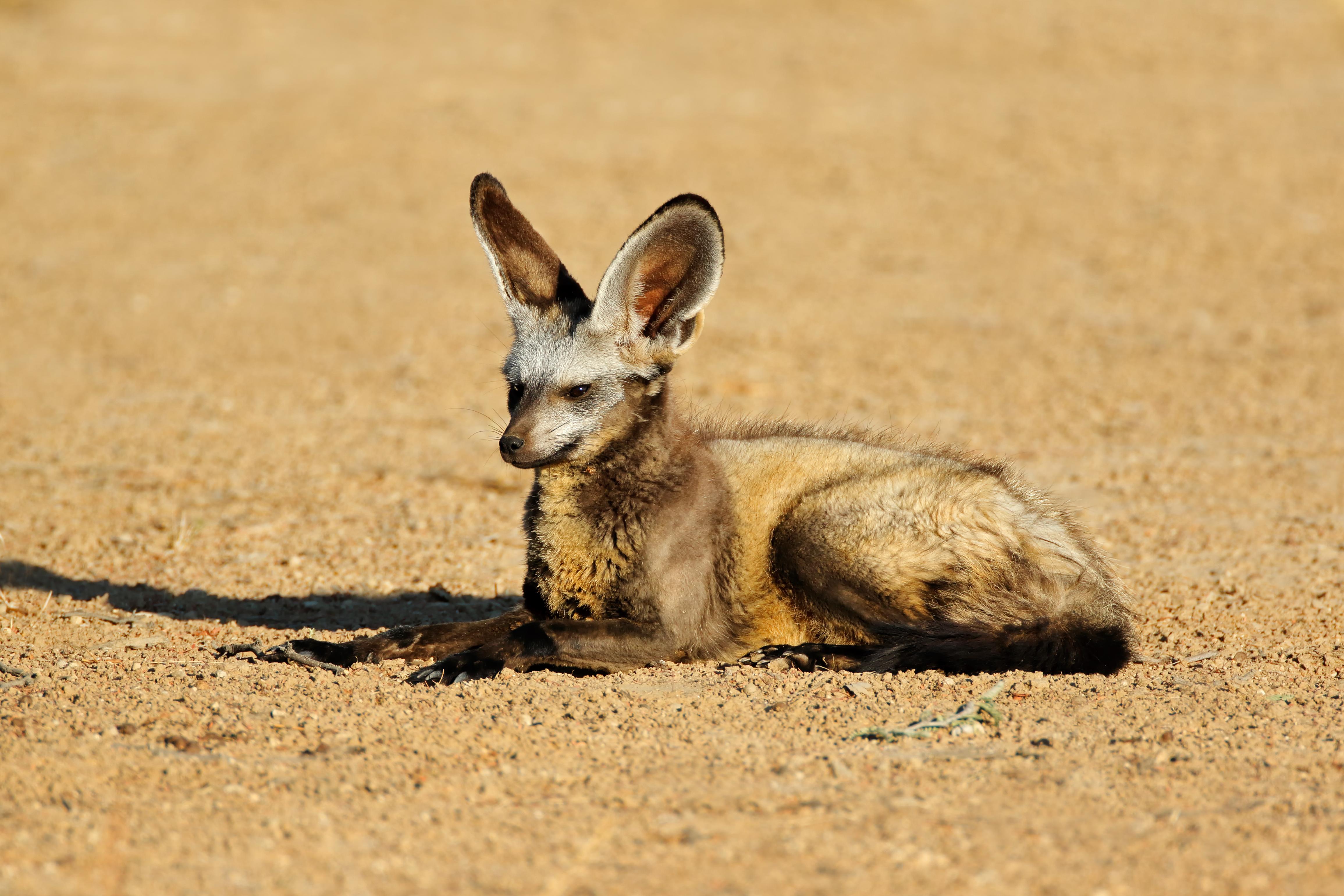 BAT-EARED FOX