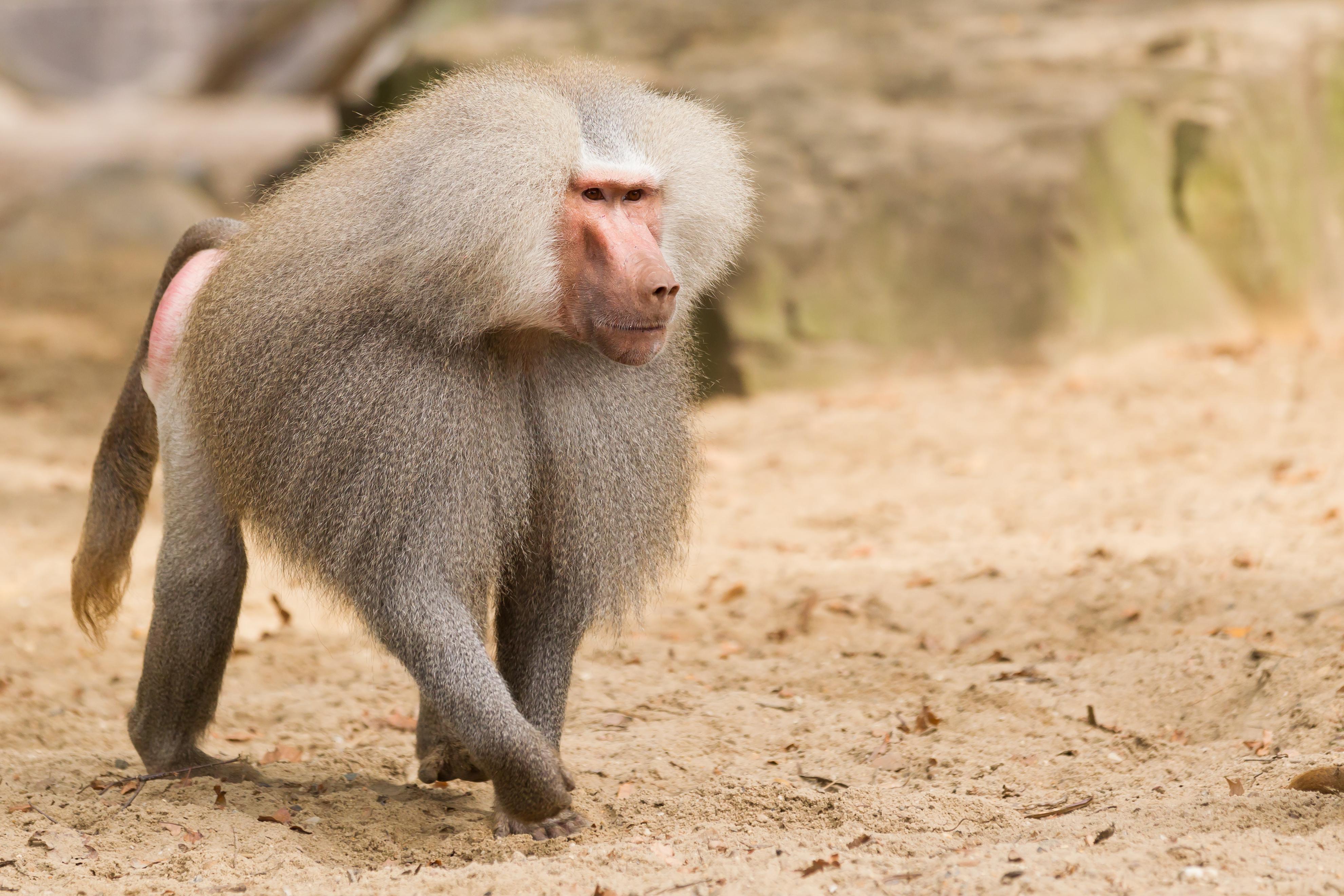 HAMADRYAS BABOON HUNTING