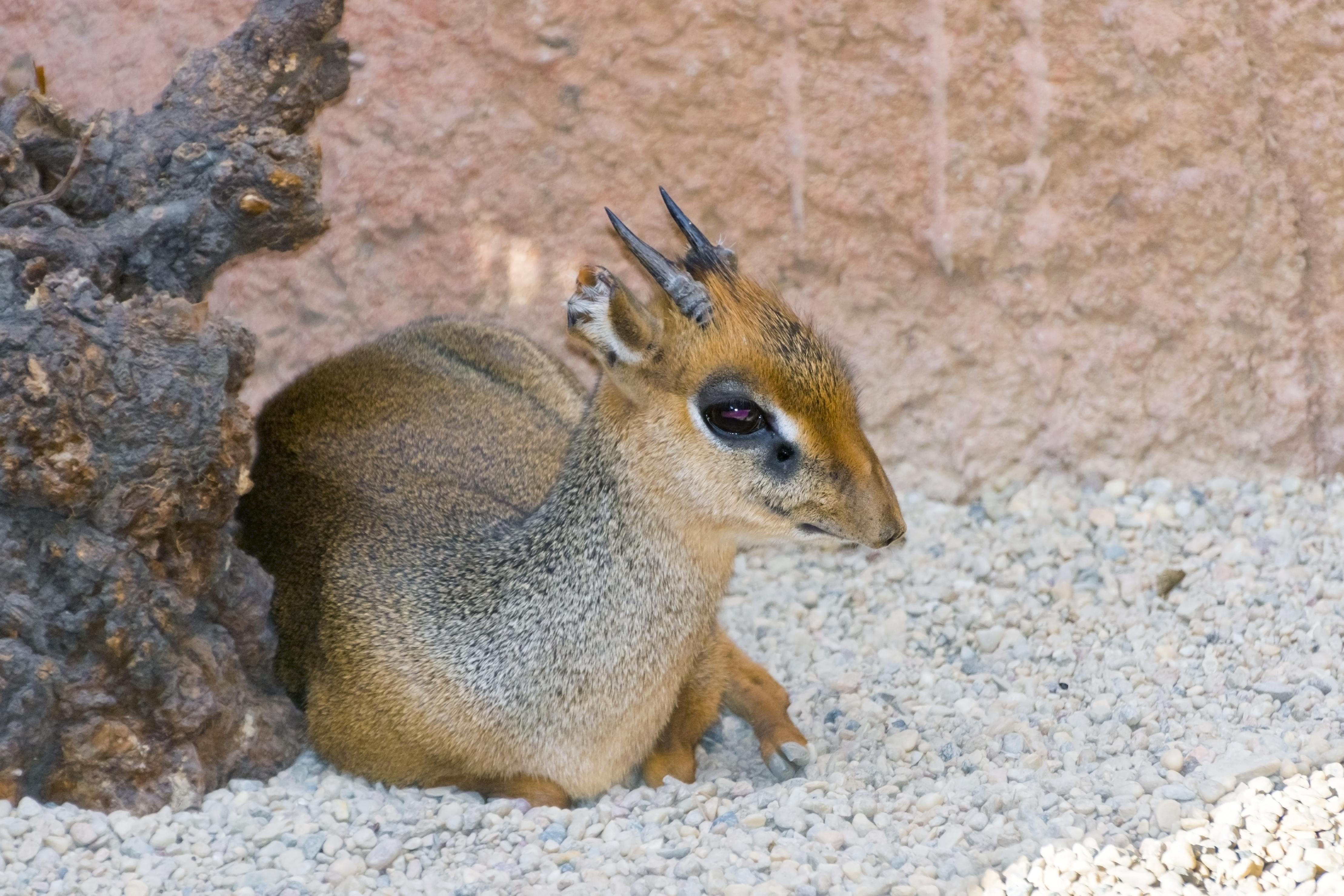 SALTS DIK-DIK HUNTING