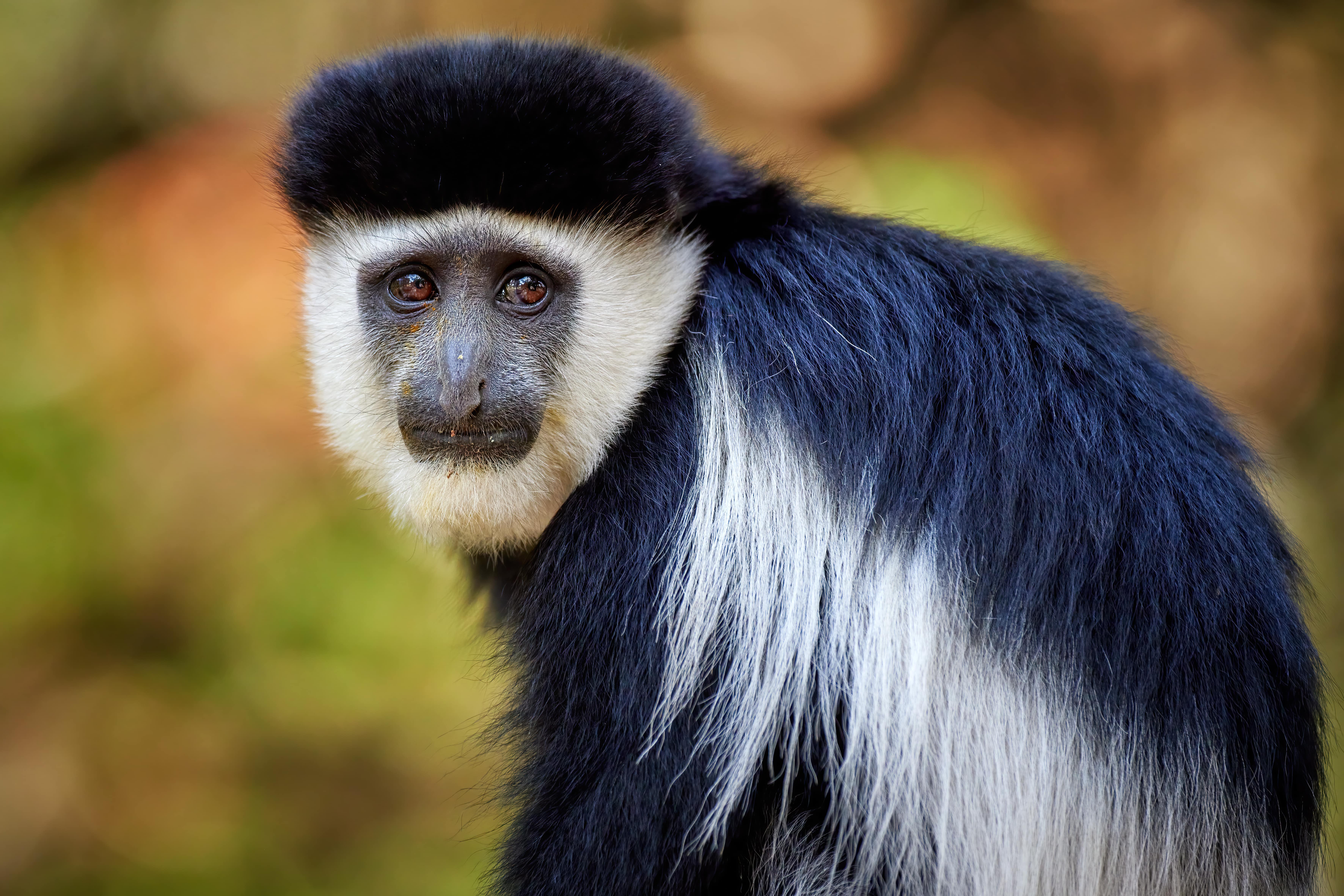 Guereza Colobus African Hunts