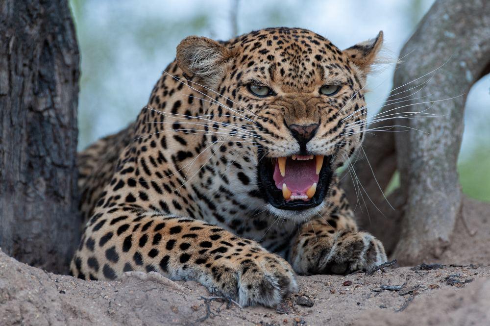 Leopard Hunting in Zimbabwe: The Save Valley Conservancy