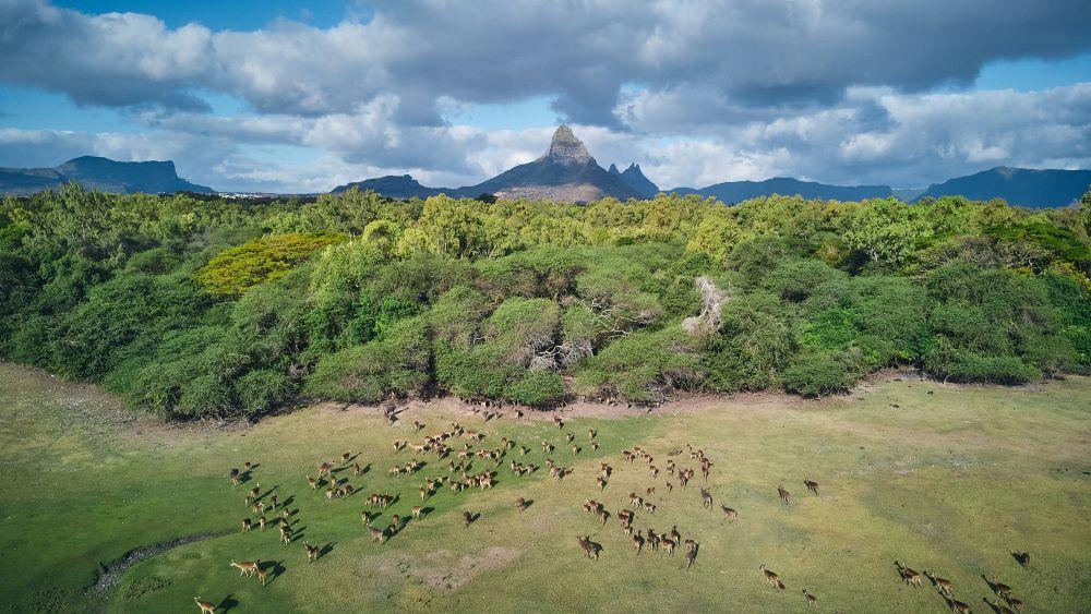 Hunting In Mauritius: Enjoying A Tropical Island Hunting Trip