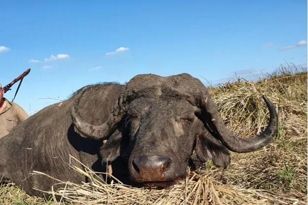 How to Hunt Buffalo: Expert Tips for a Successful Game Hunting Safari Adventure