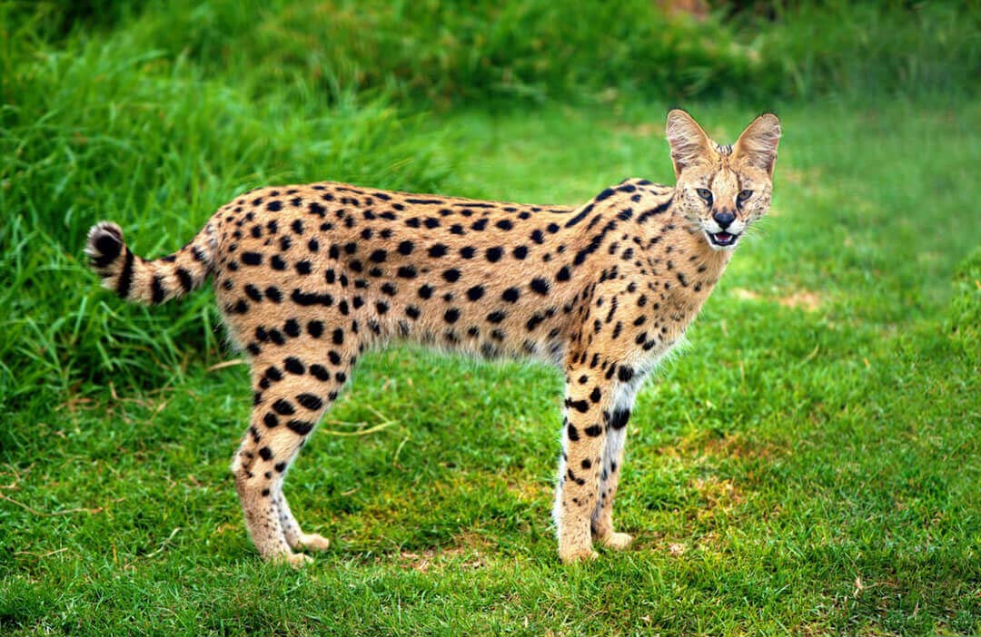 Spotting The Spotted Cat: A Guide To Serval Hunting