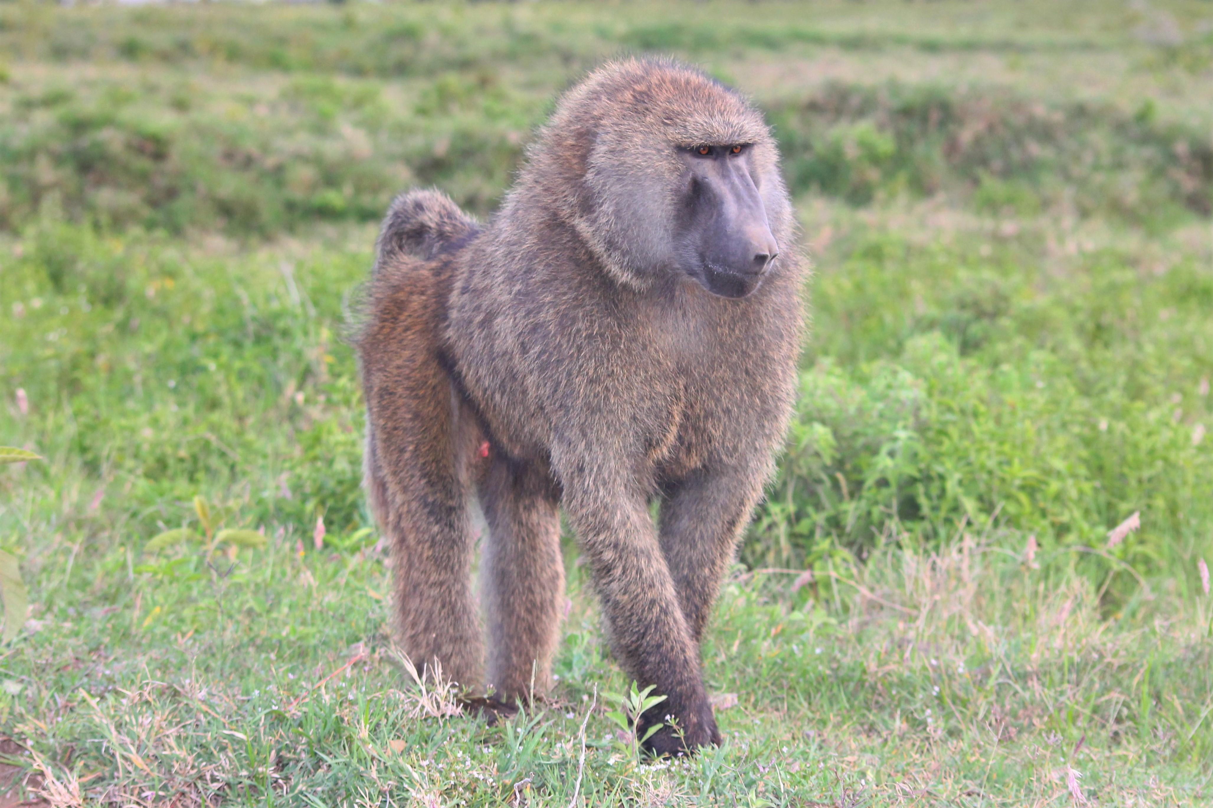 Hunting in Africa: Hunting the Olive Baboon