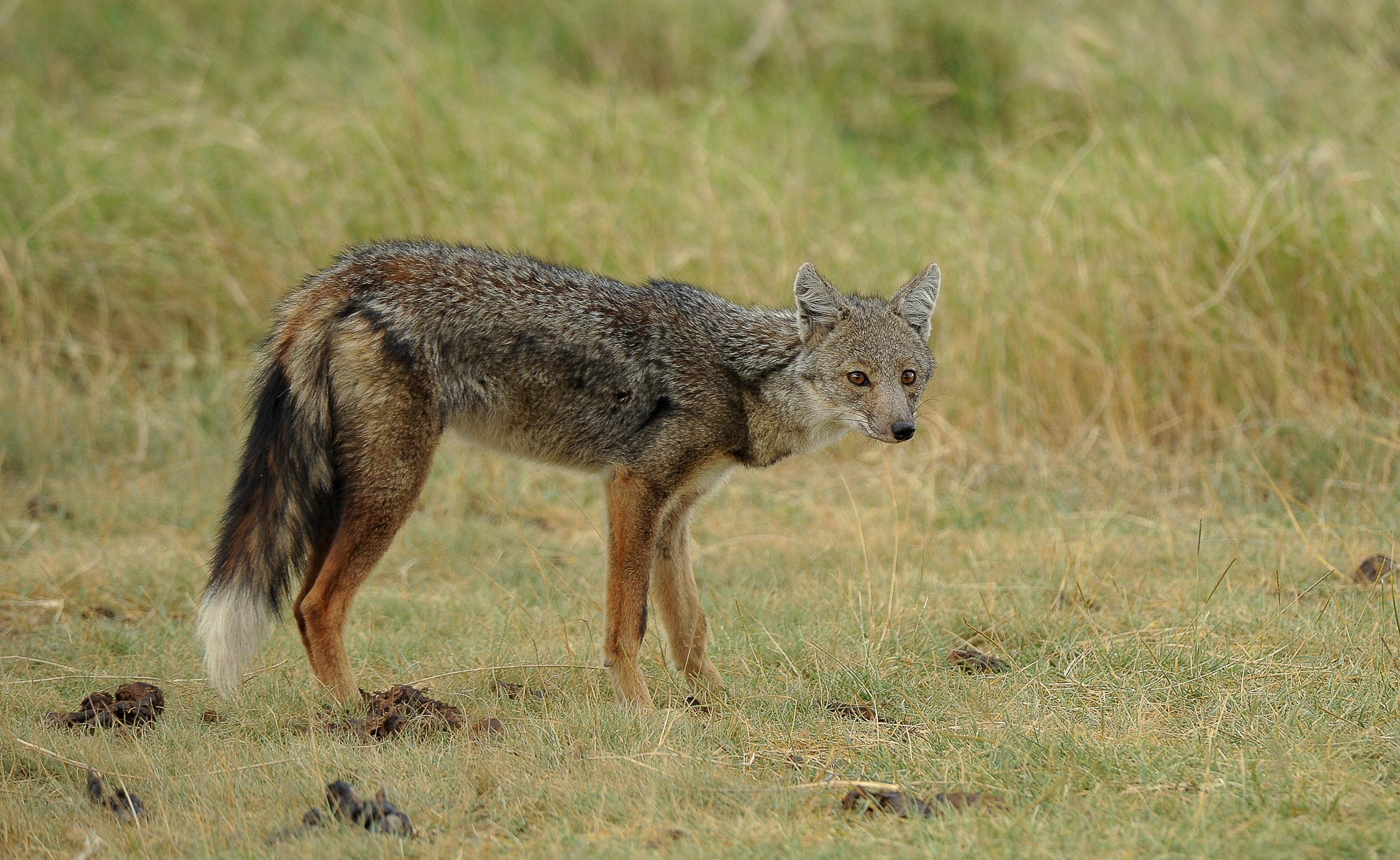 Hunting in Africa: Targeting The Side-Striped Jackal
