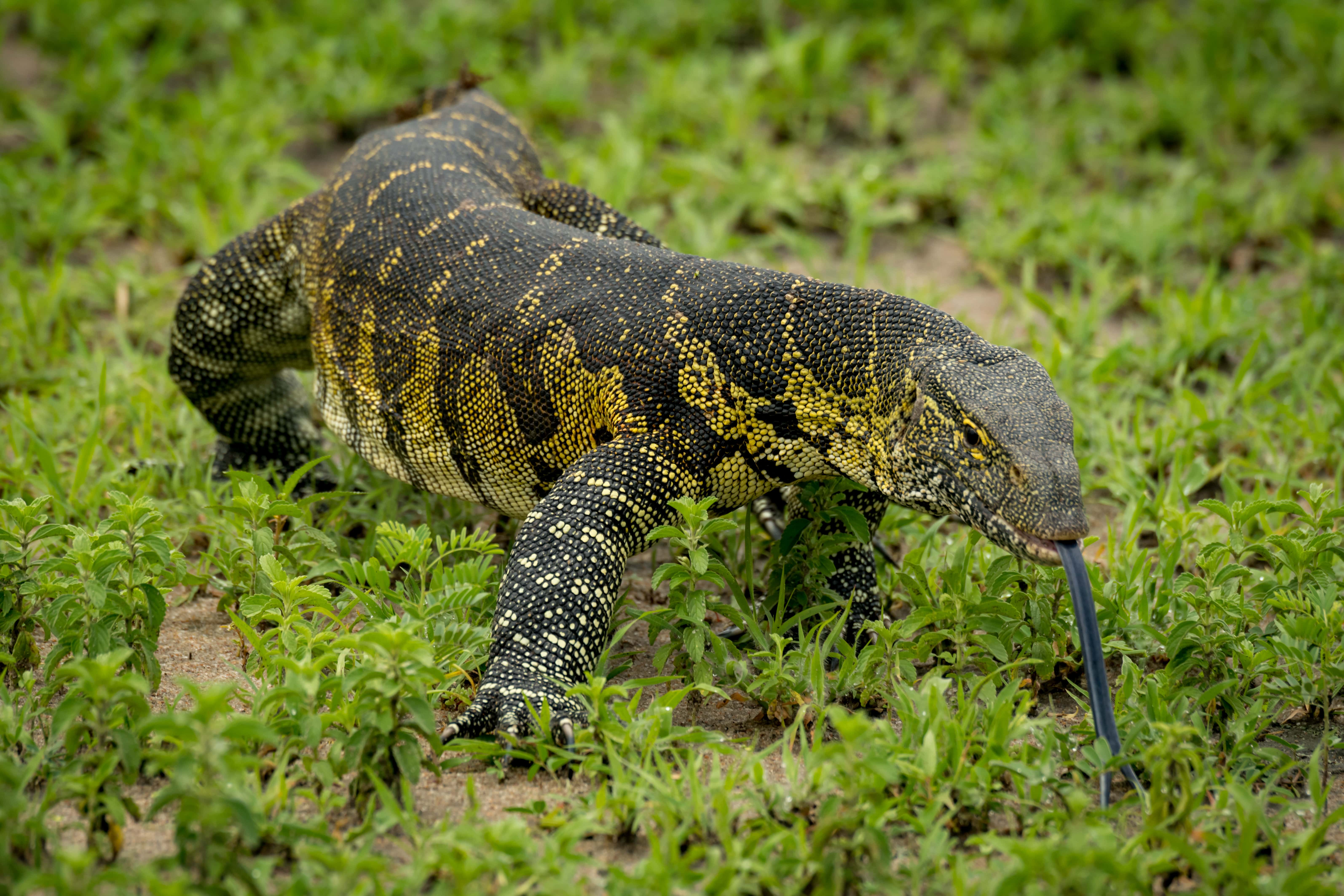 West African Forest Monitor Lizard Hunting Safaris