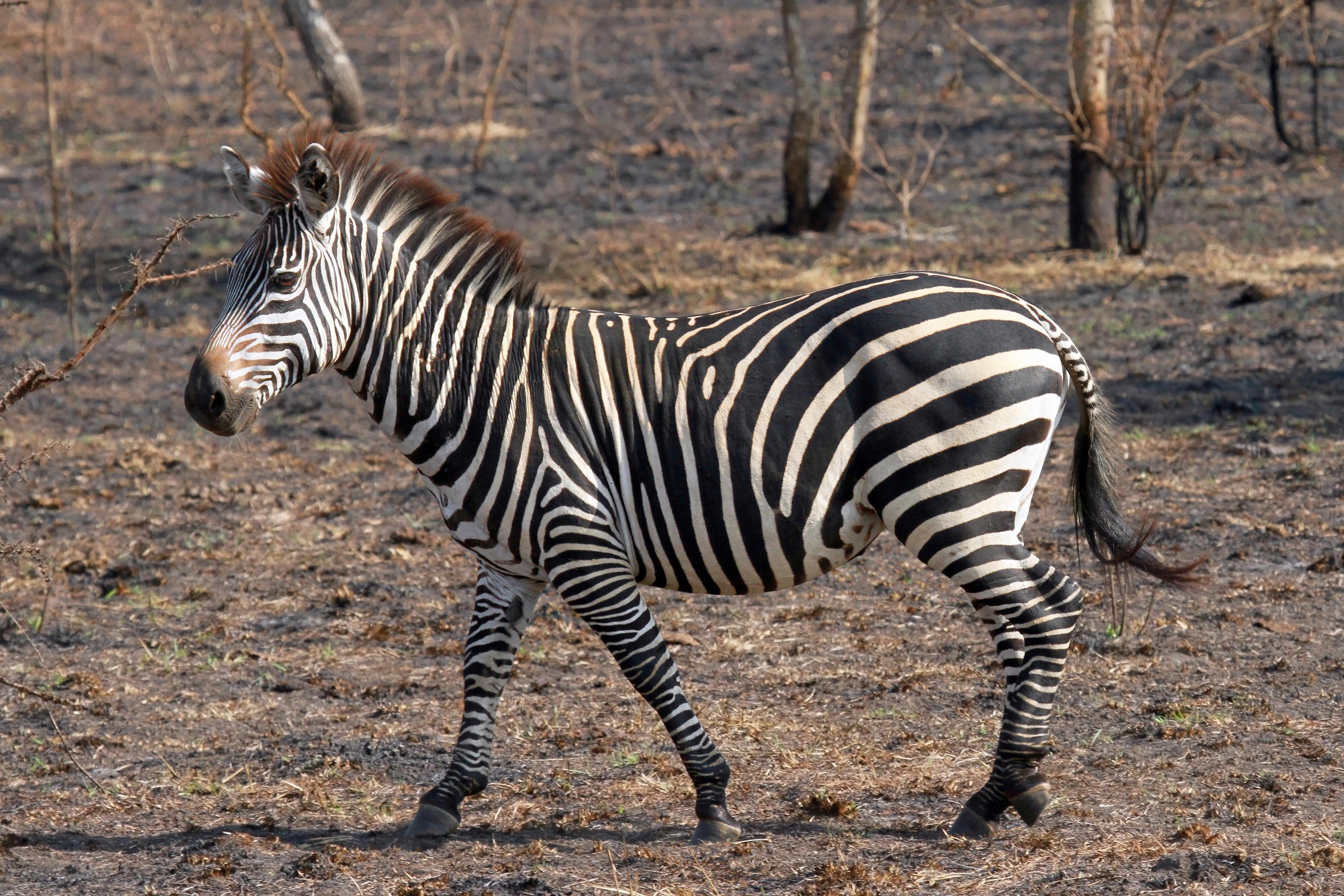 GRANT'S ZEBRA