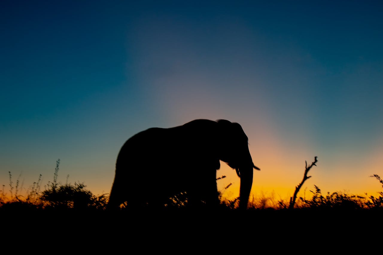 Elephant Hunting In Zimbabwe: Essential Travel FAQs