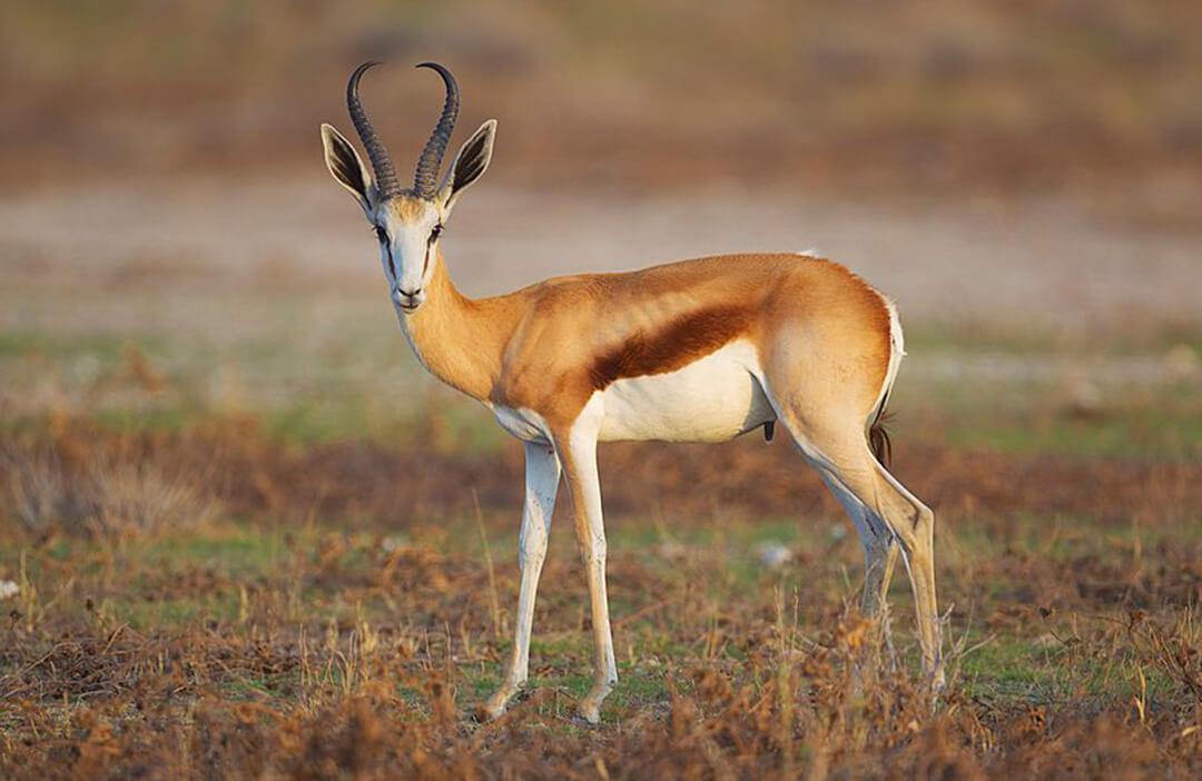 Iconic Species To Hunt In Africa: Are You Ready?