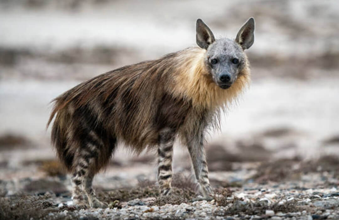 Is It Legal To Hunt A Brown Hyena? | Game Hunting Safaris Guide