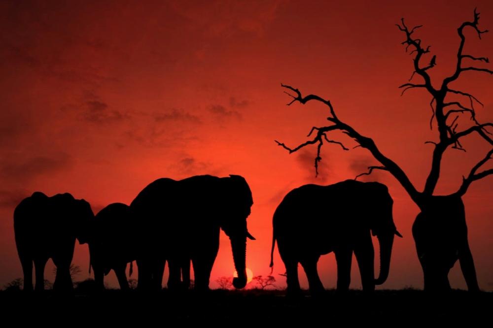 Planning An Africa Hunting Trip? Here’s Your Handy Guide!
