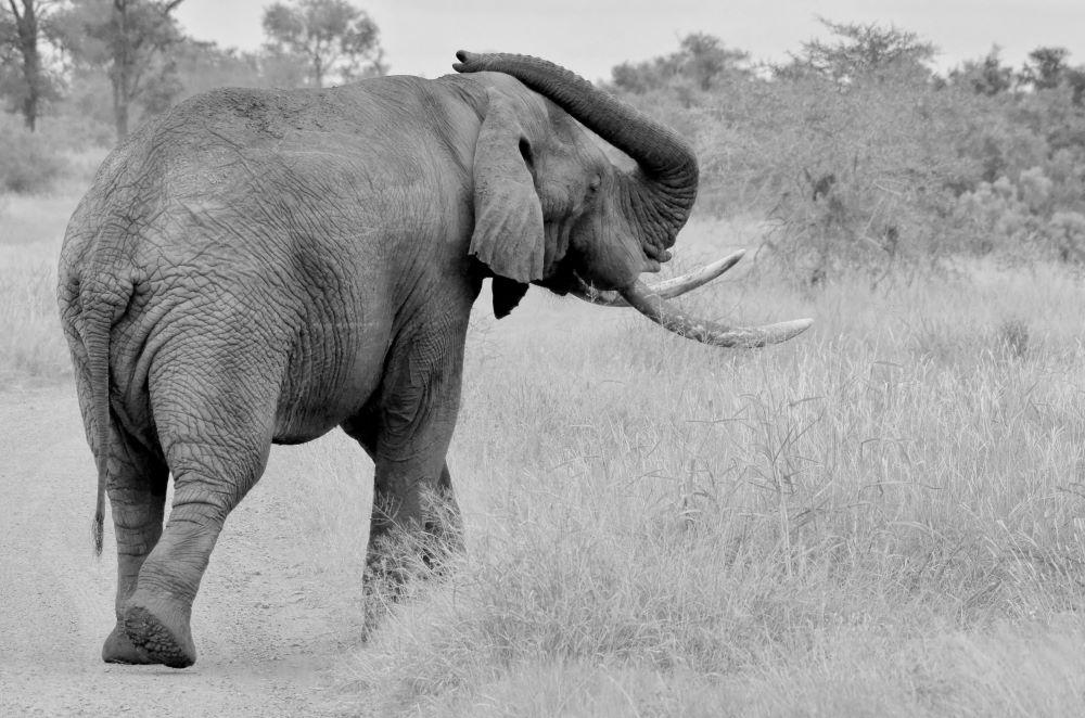 Elephant Hunting In Zimbabwe: Talks, Tips & Techniques