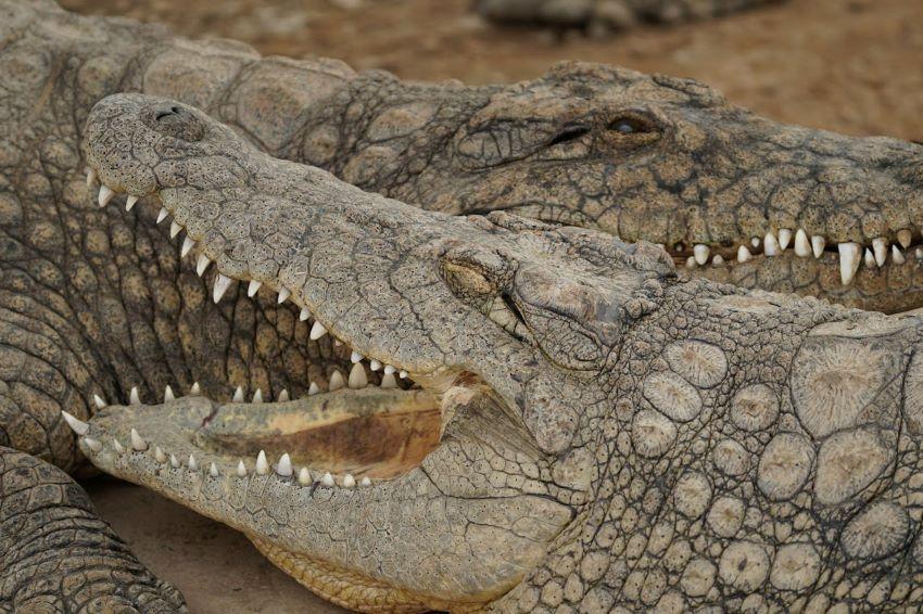 Handy Hints & Safari Info when Crocodile Hunting In Zambia