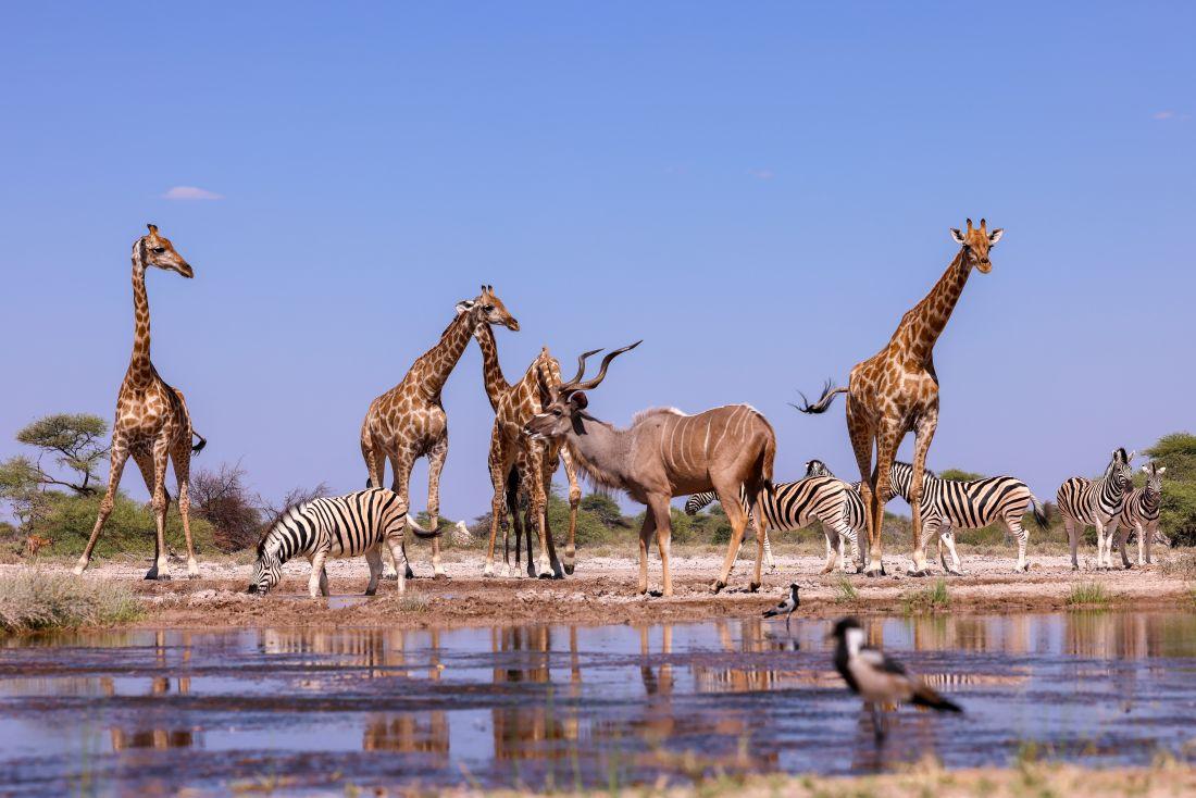Hunting in Namibia: Why American Hunters Enjoy this Destination