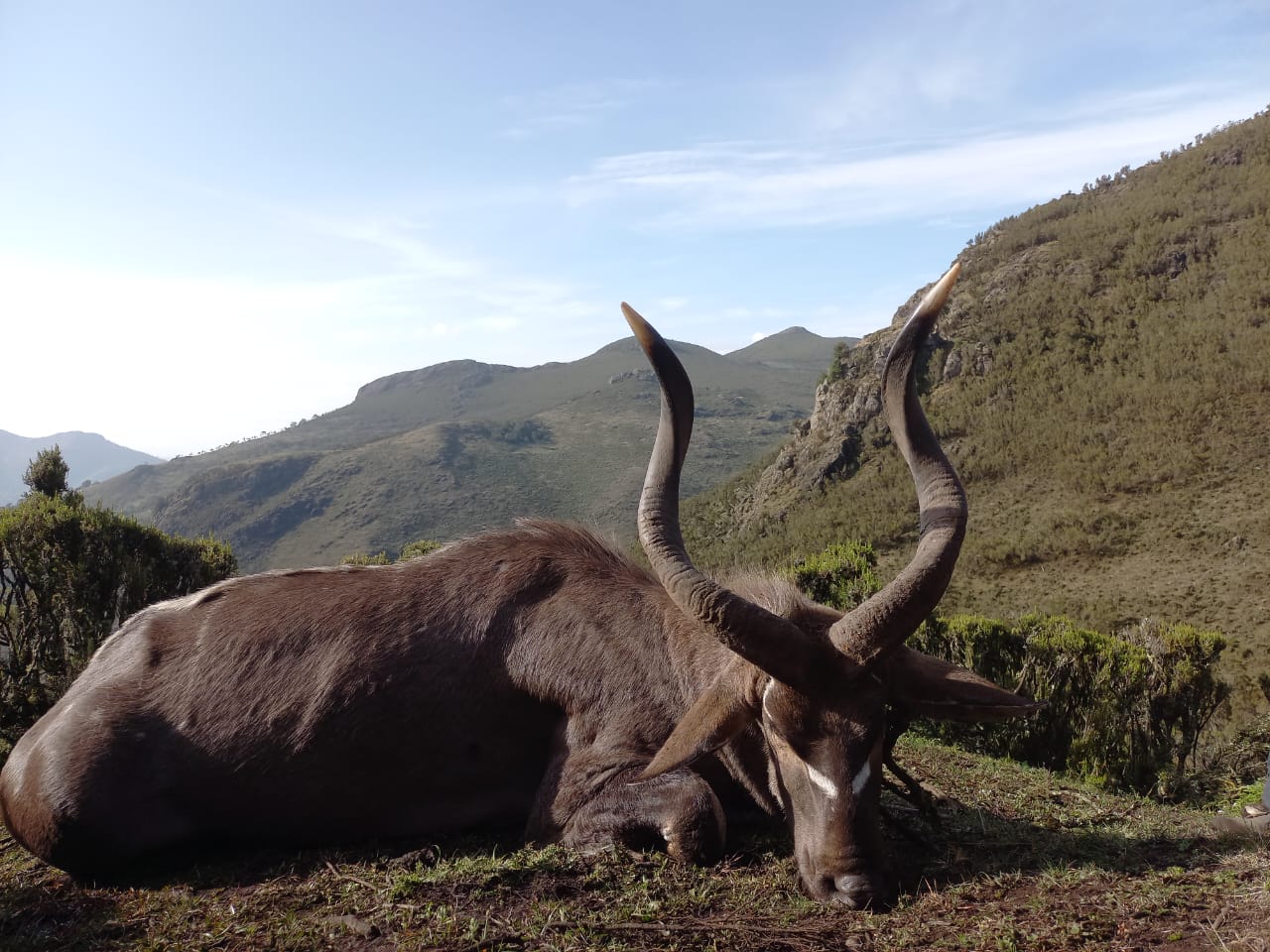 Leopard Hunting in Namibia & Brown Hyena Cancelation Hunt