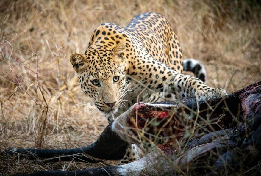 Dangerous Game Hunting In Africa, Zambia Has It Covered