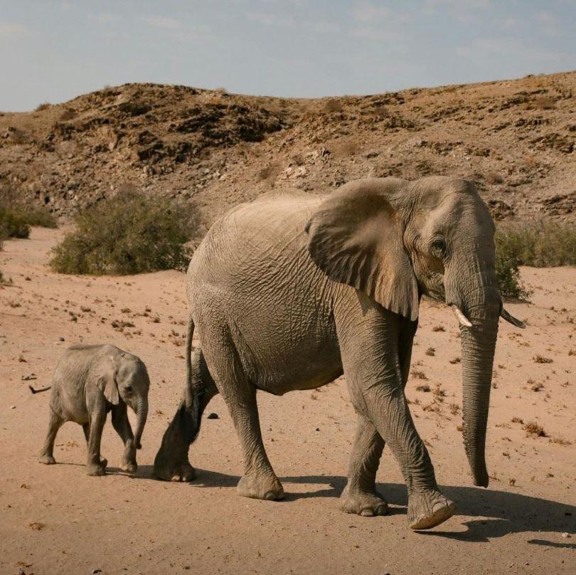 Elephant Hunting In Namibia: The Desert-Adapted Elephant
